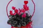 Zdj�cie: cyclamen.jpg