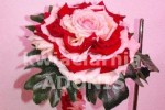 Zdj�cie: 0105.jpg