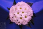 Zdj�cie: 0126.jpg